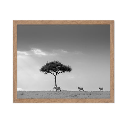 Zebra Tree Walk