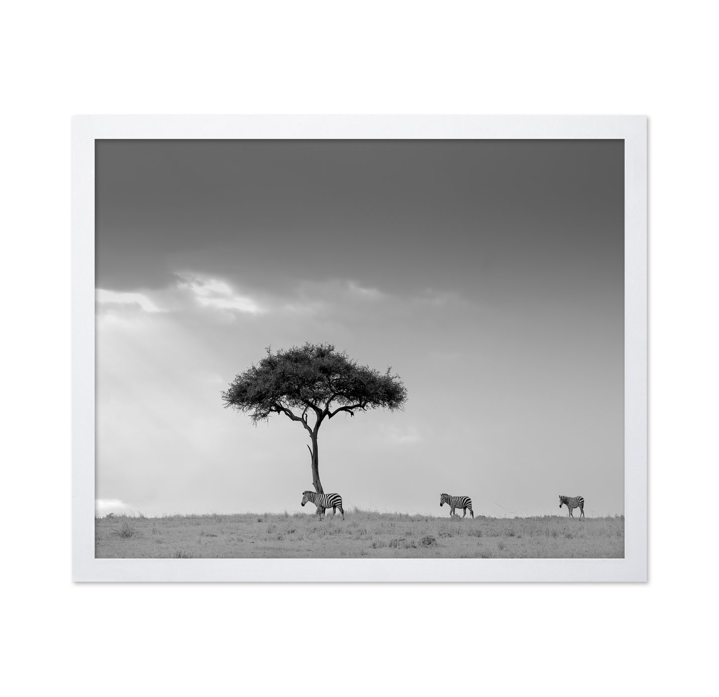 Zebra Tree Walk