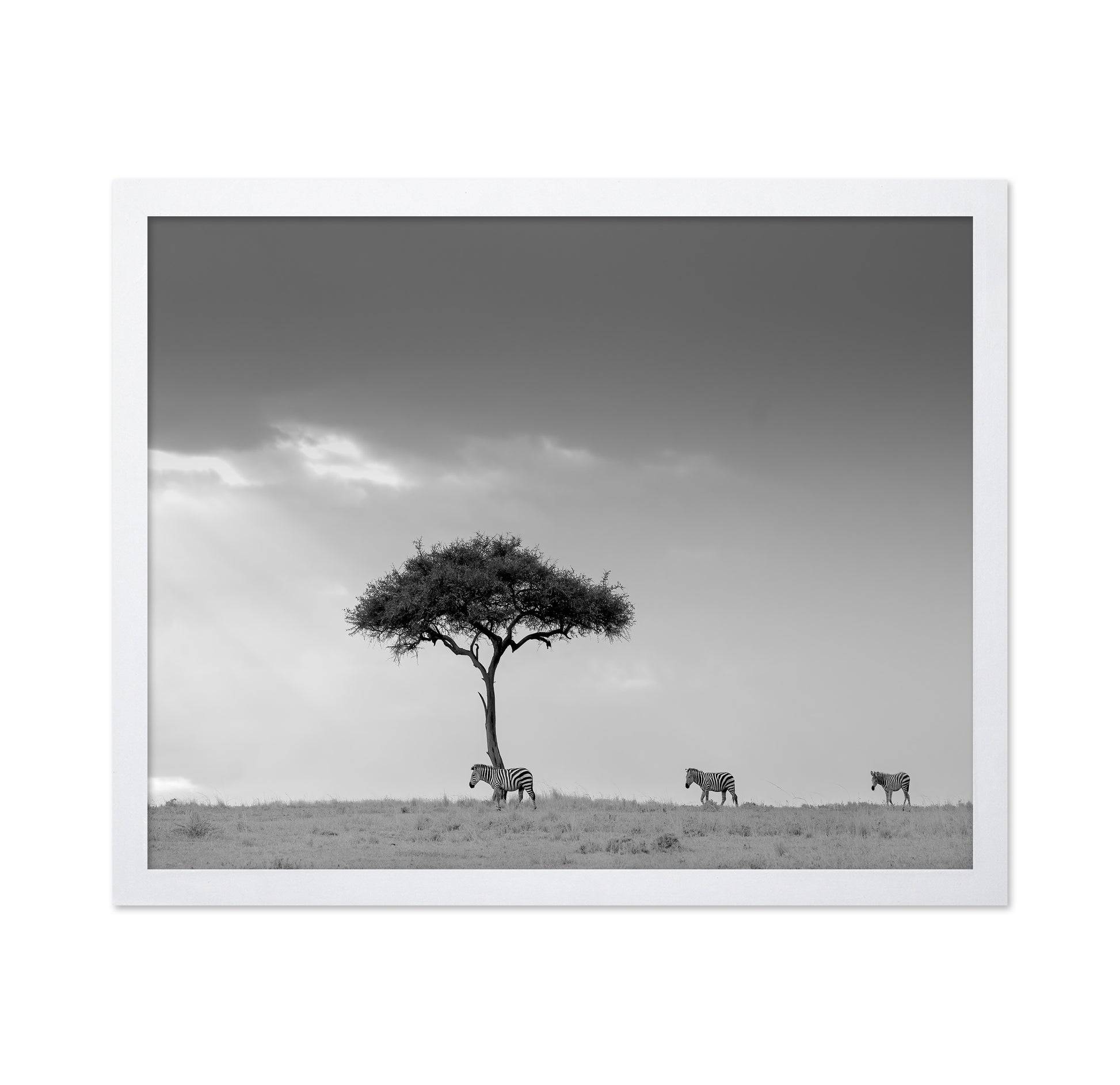Zebra Tree Walk
