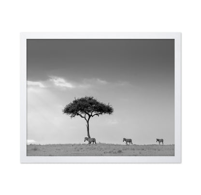 Zebra Tree Walk