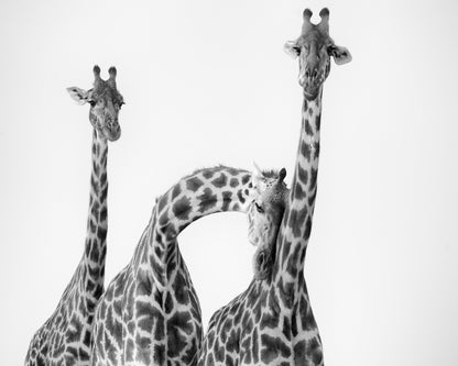 Giraffe Trio No1