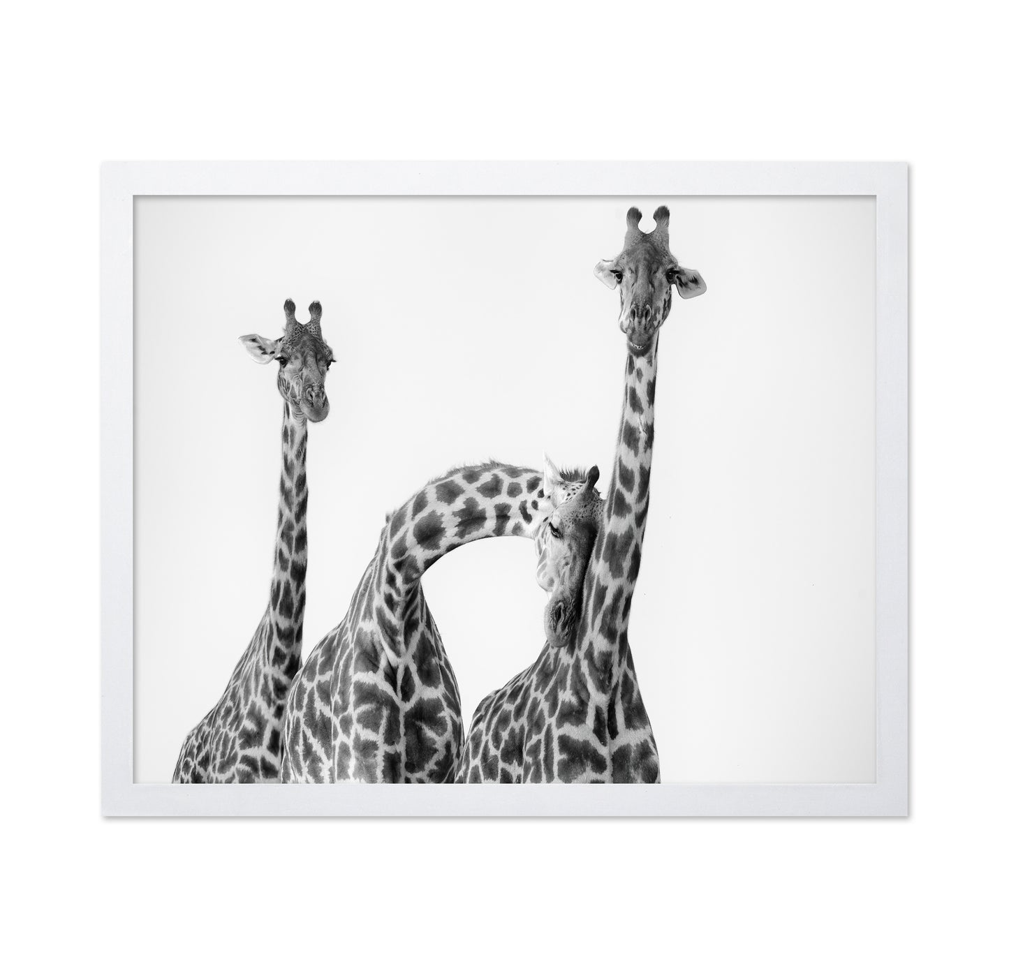 Giraffe Trio No1