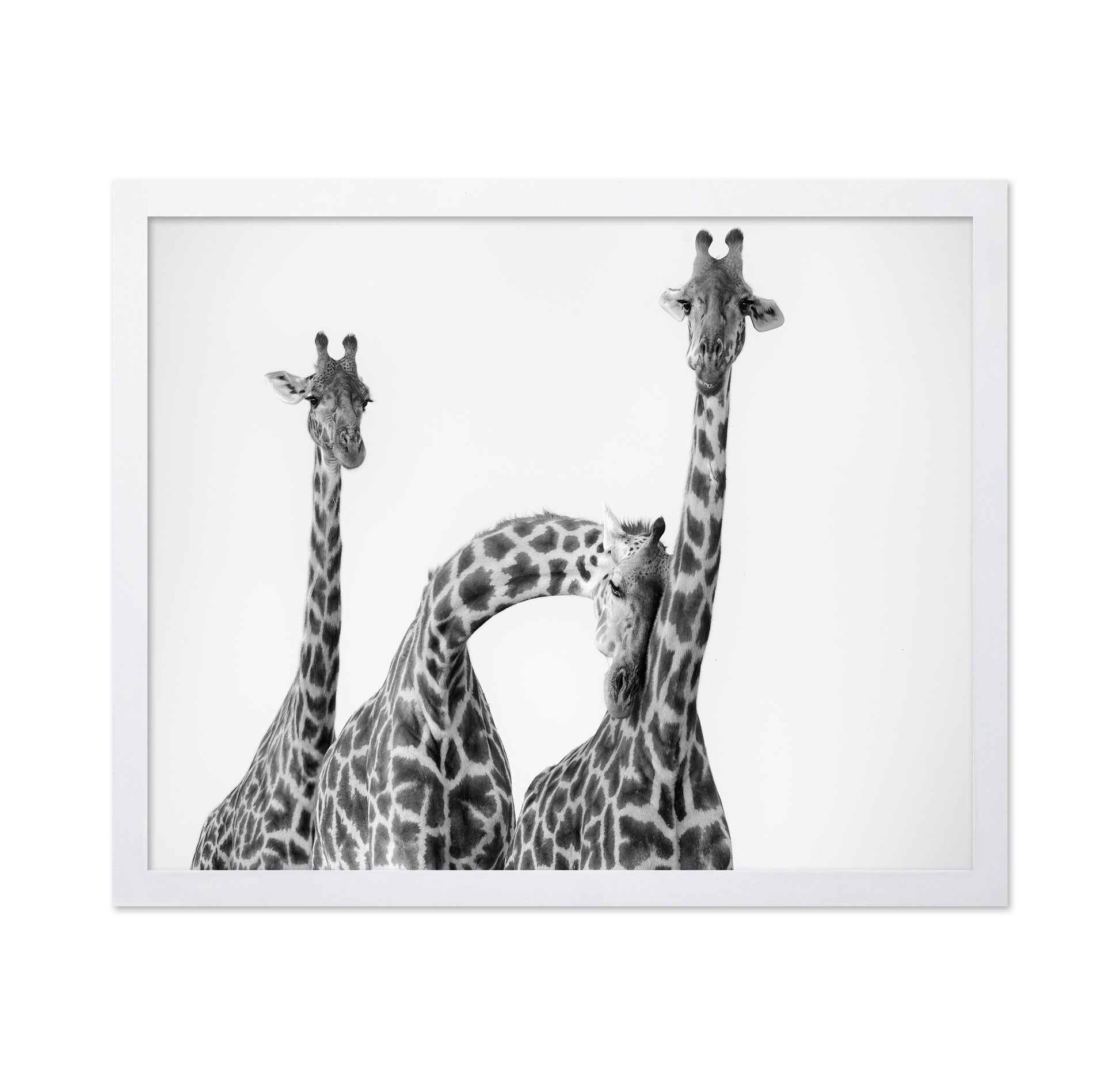 Giraffe Trio No1