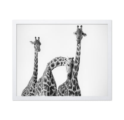 Giraffe Trio No1