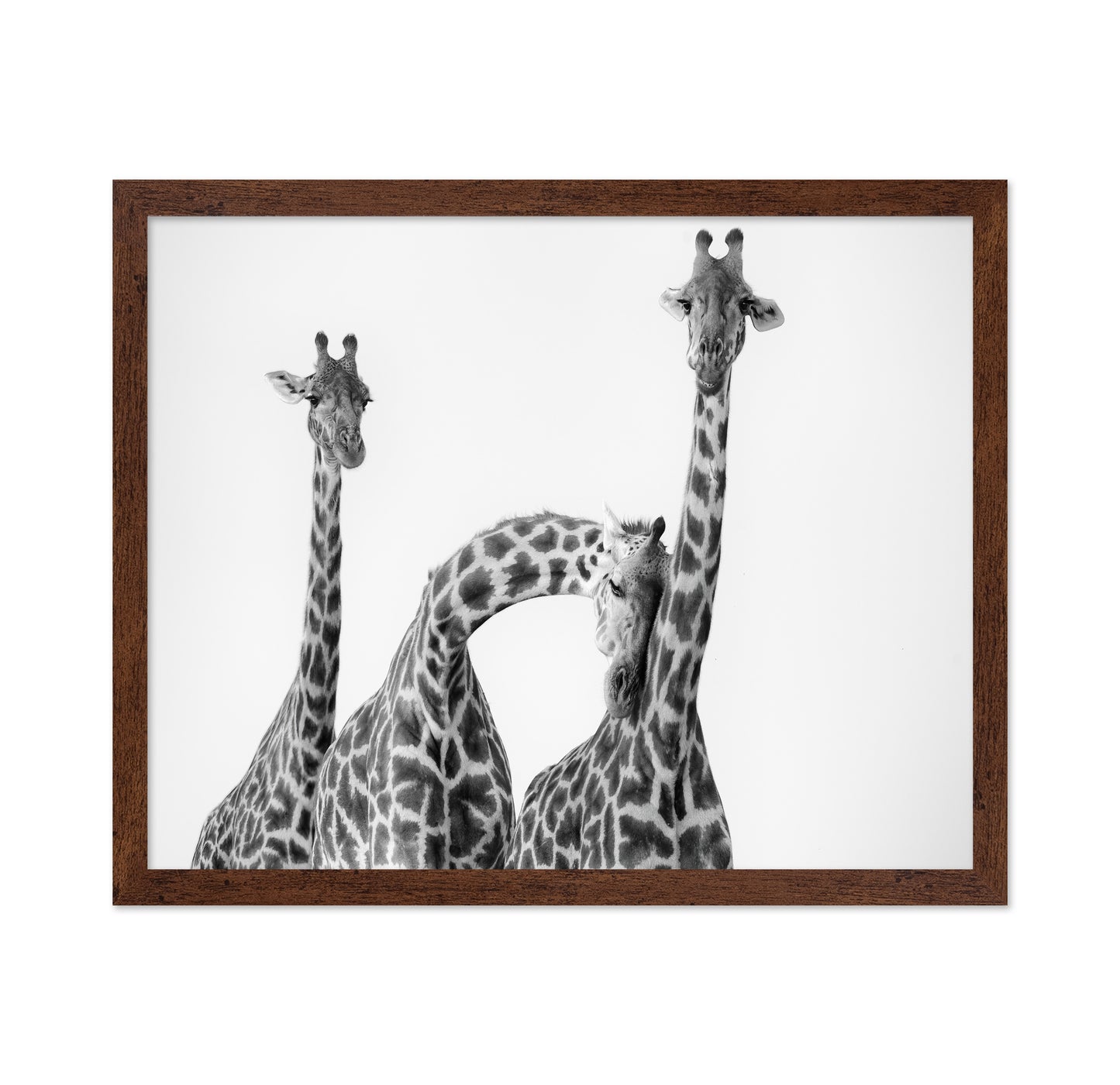 Giraffe Trio No1