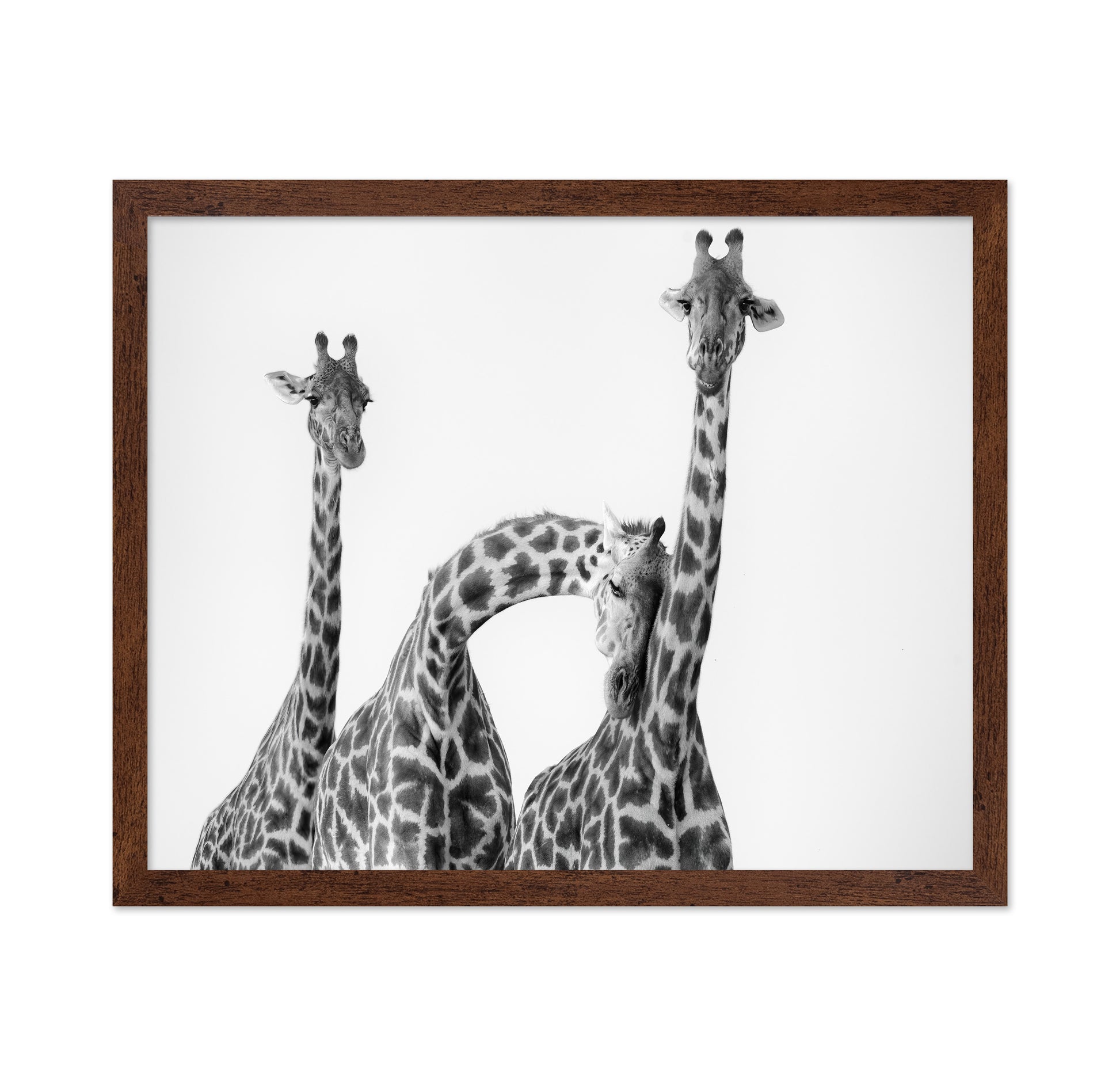 Giraffe Trio No1