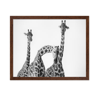 Giraffe Trio No1