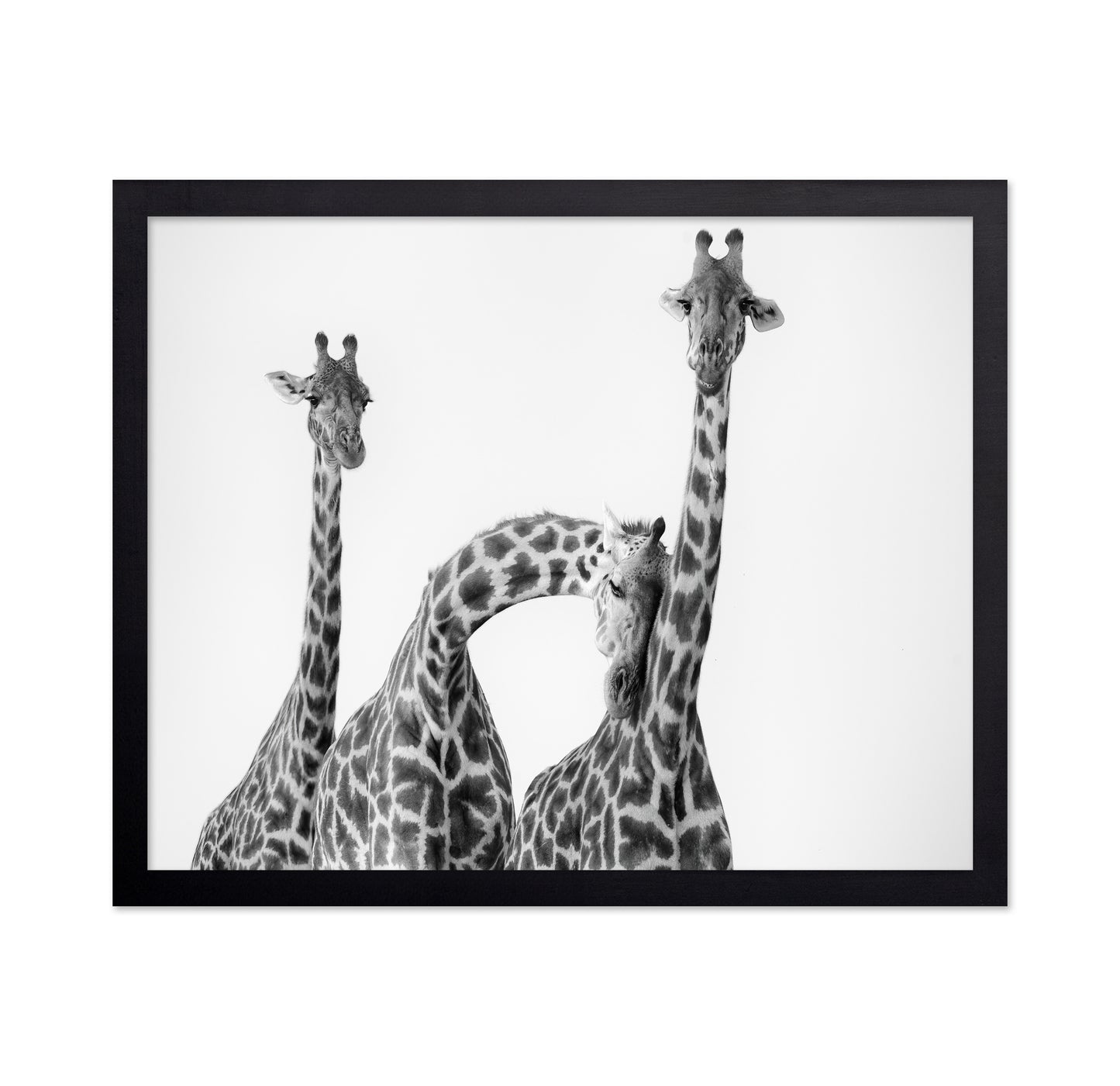Giraffe Trio No1