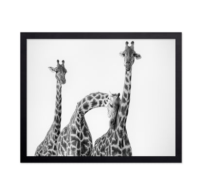 Giraffe Trio No1