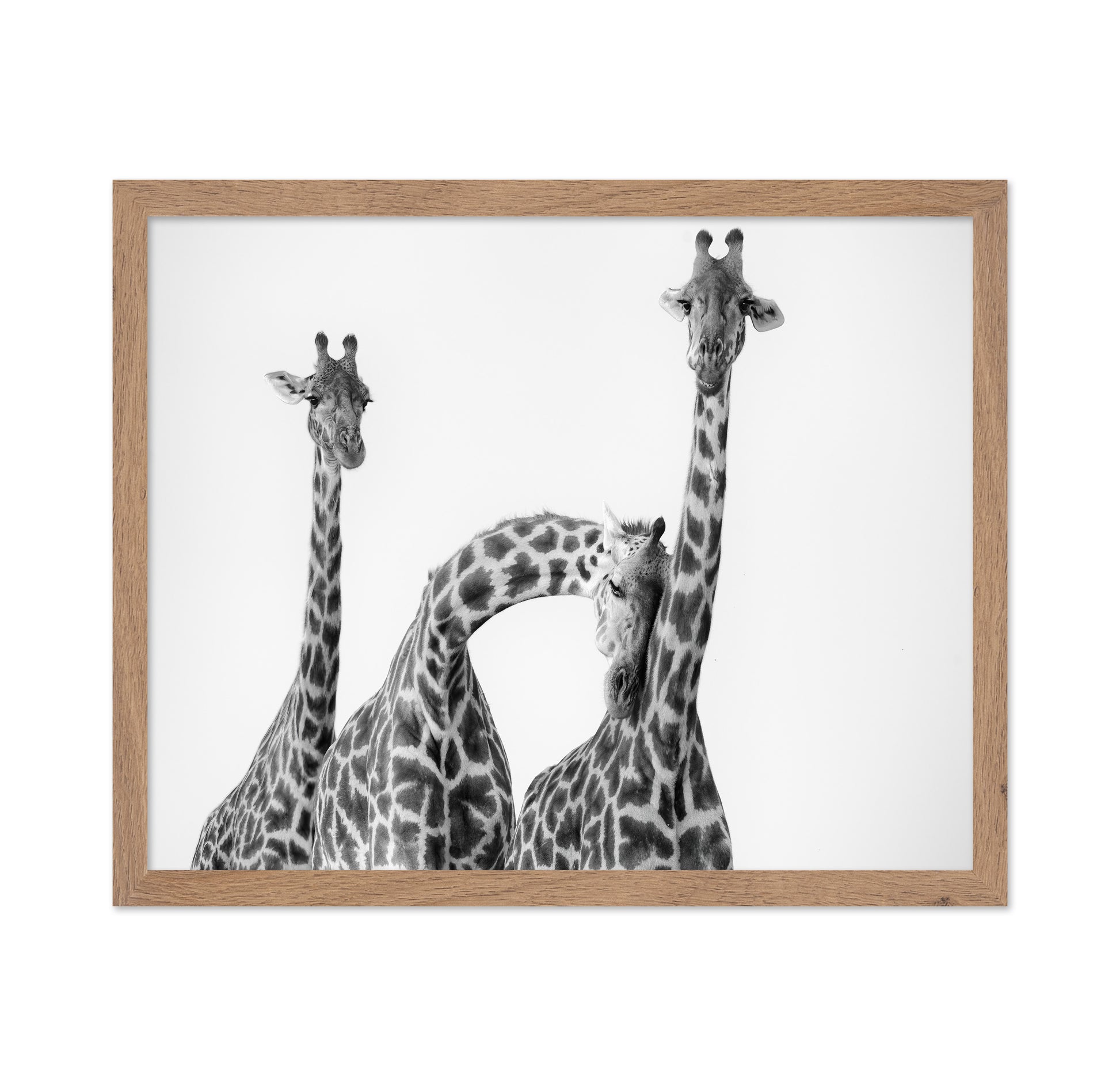 Giraffe Trio No1