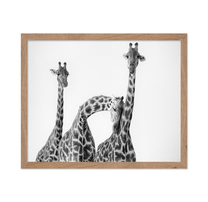 Giraffe Trio No1