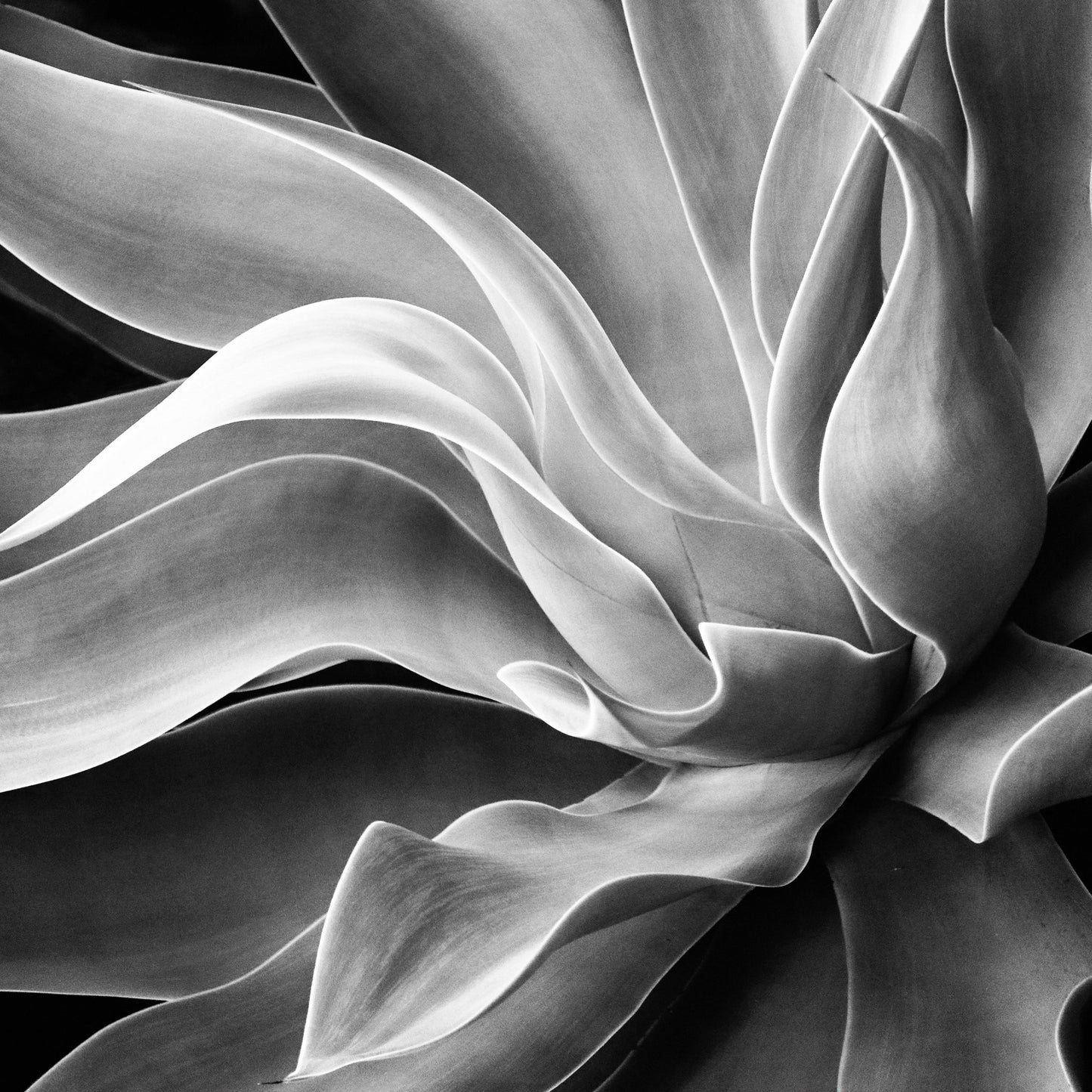 Agave Abstract