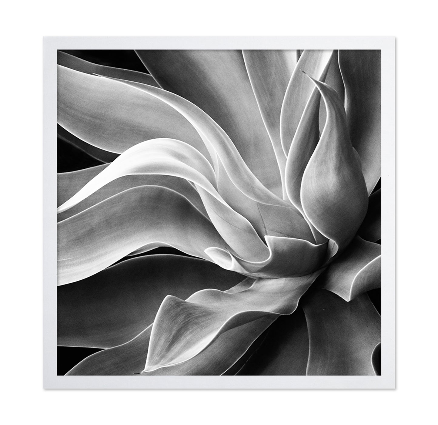 Agave Abstract