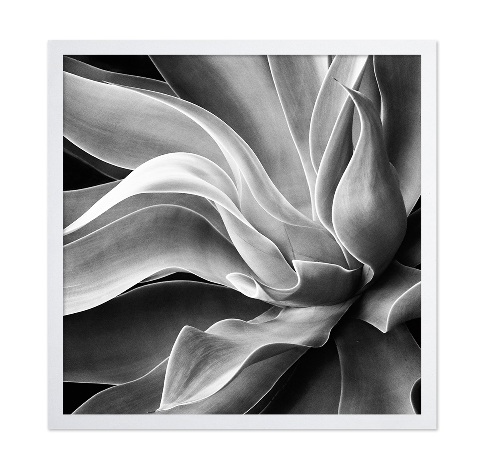 Agave Abstract