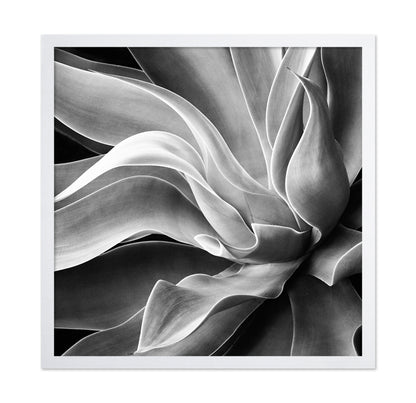 Agave Abstract