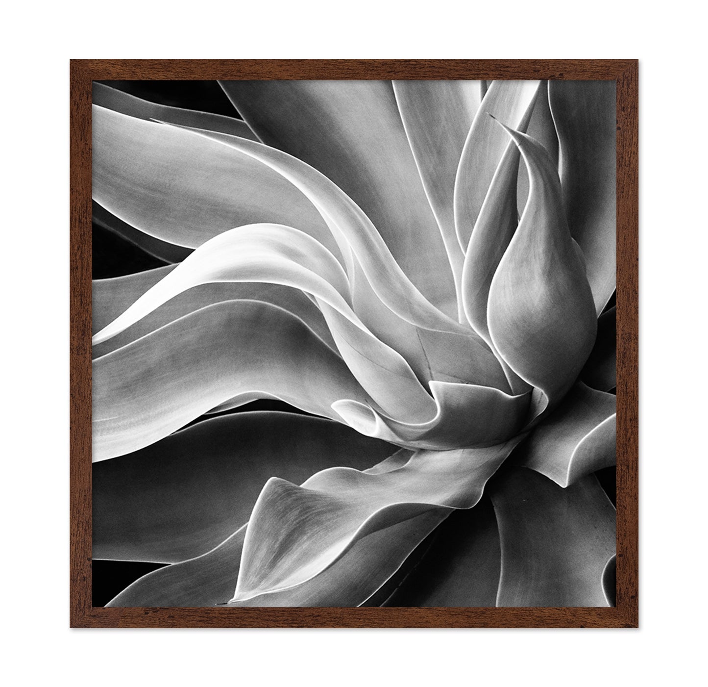 Agave Abstract