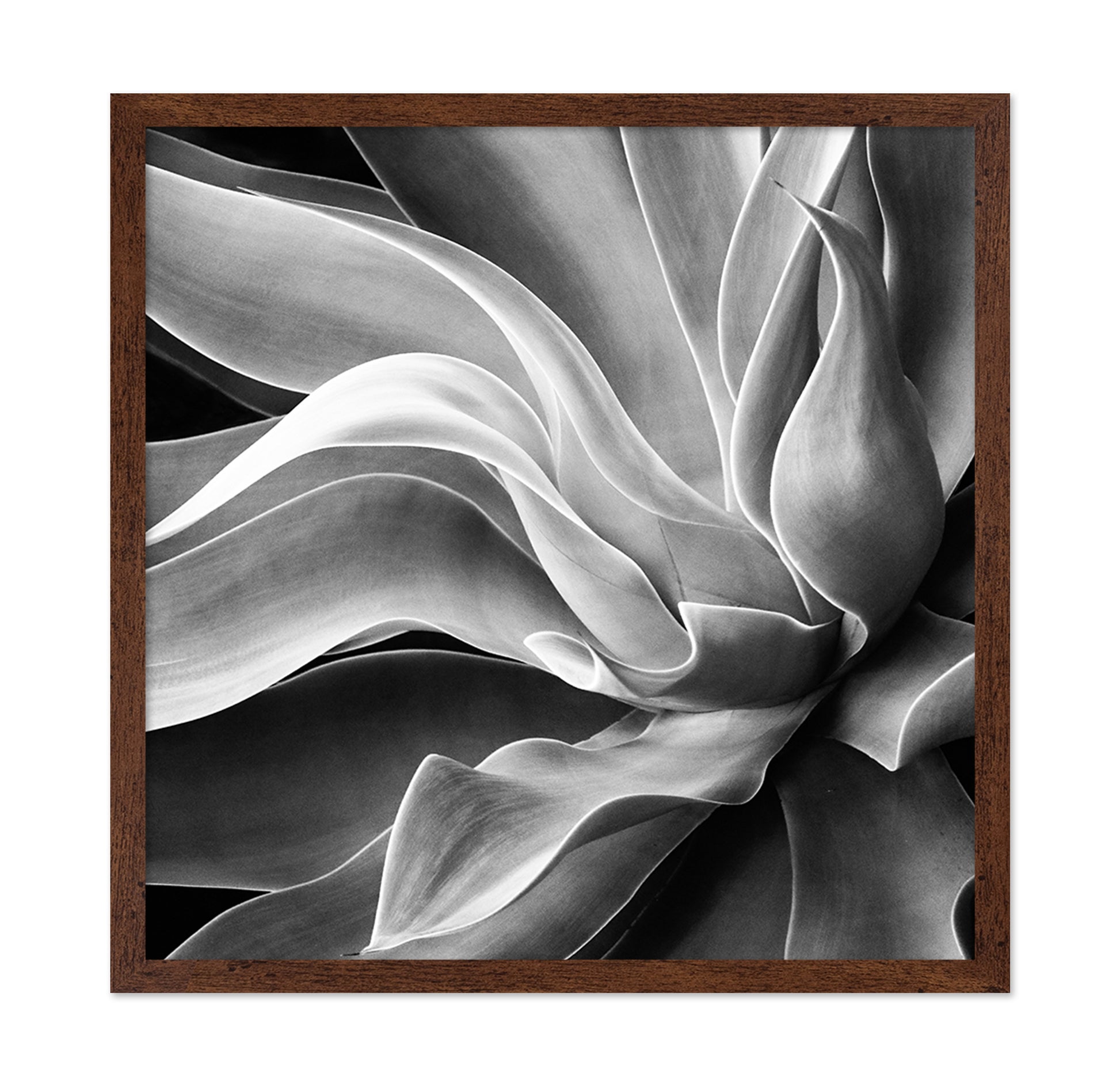 Agave Abstract