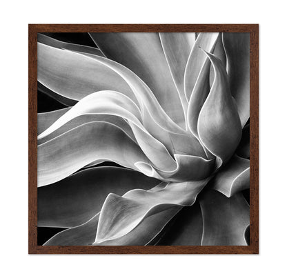 Agave Abstract