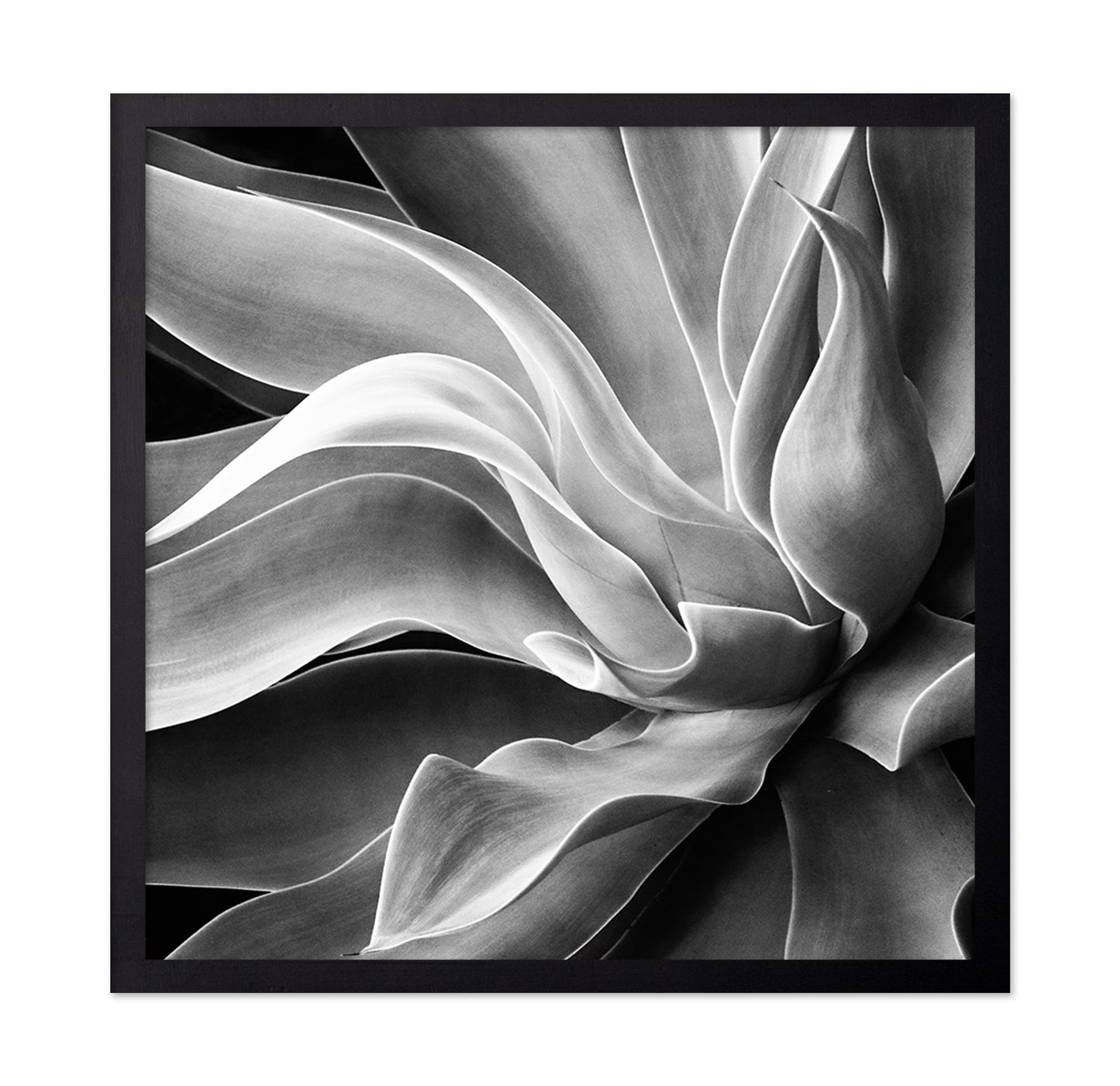 Agave Abstract