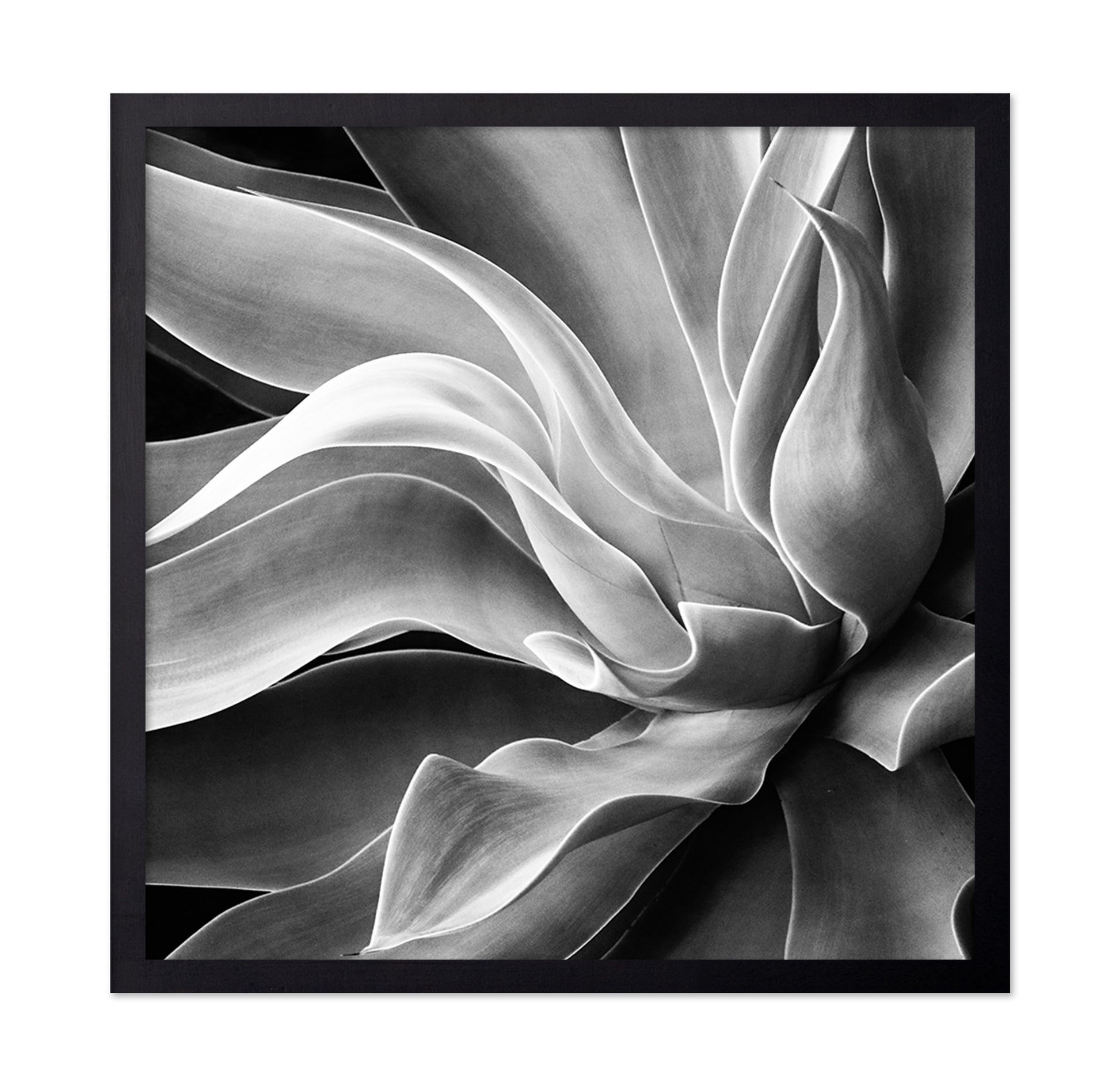 Agave Abstract