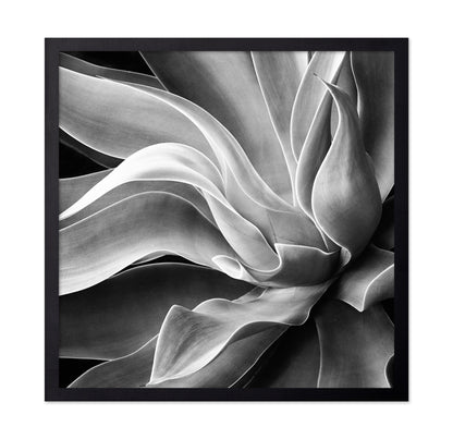Agave Abstract