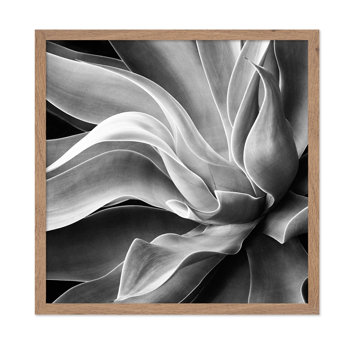 Agave Abstract