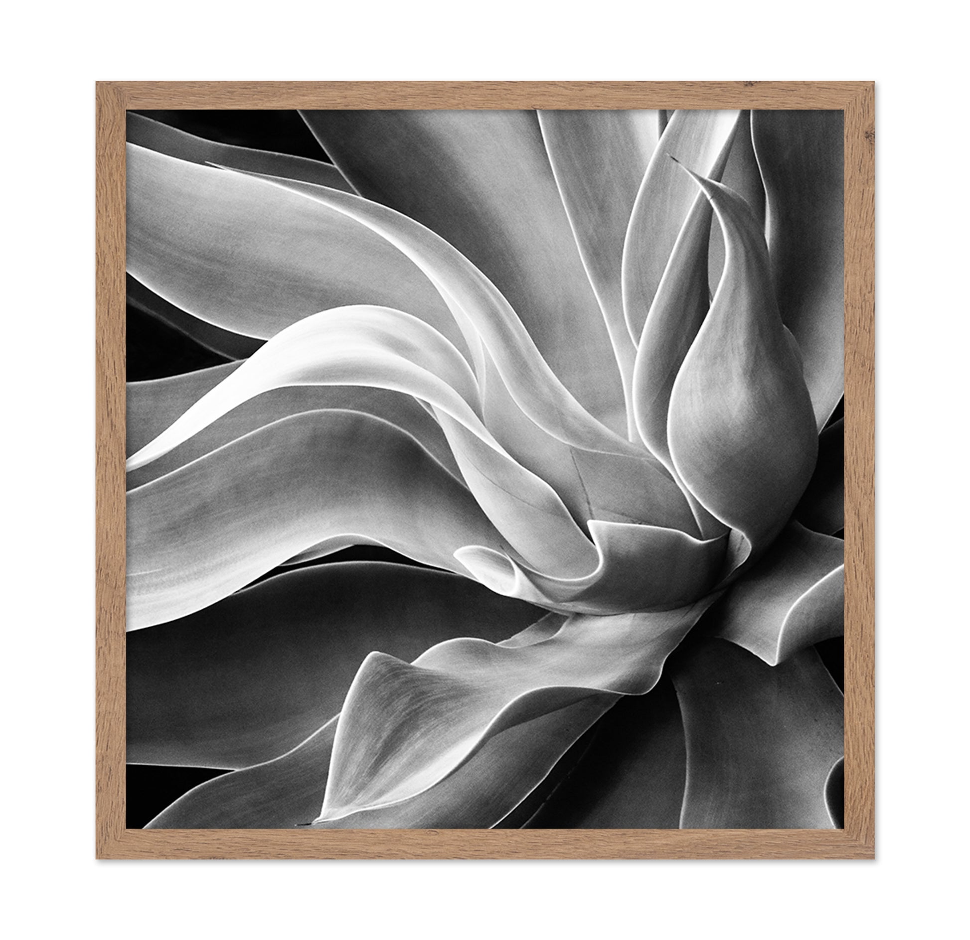 Agave Abstract
