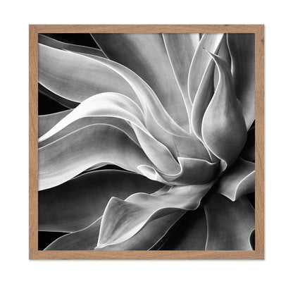 Agave Abstract