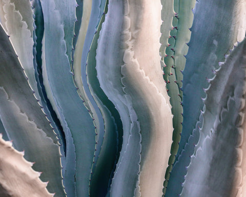 Agave Texture