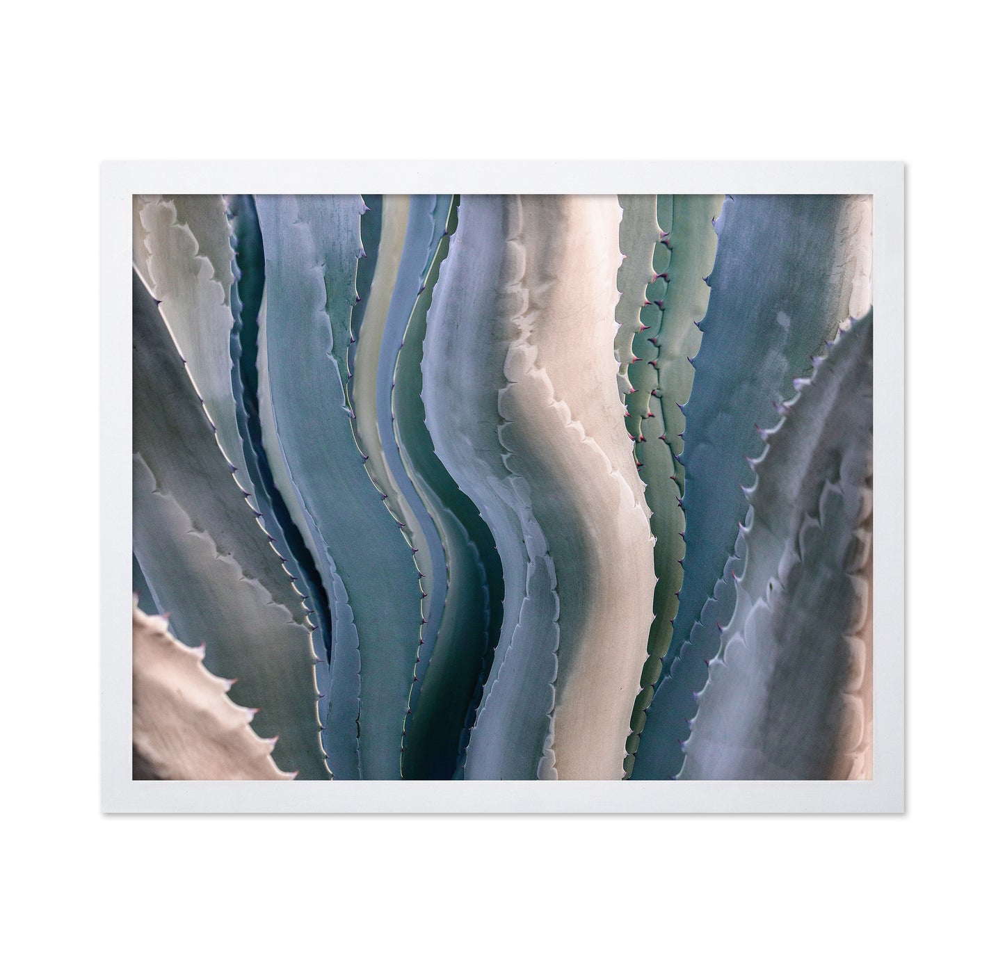 Agave Texture