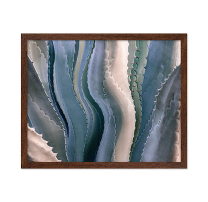 Agave Texture