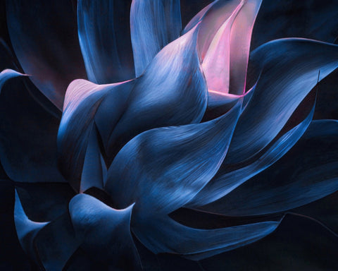 Blue Pink Agave