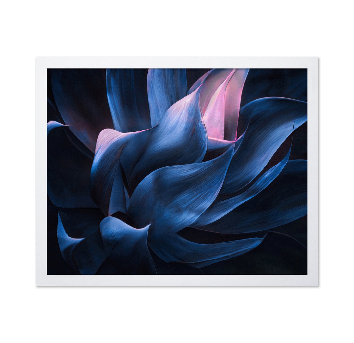 Blue Pink Agave