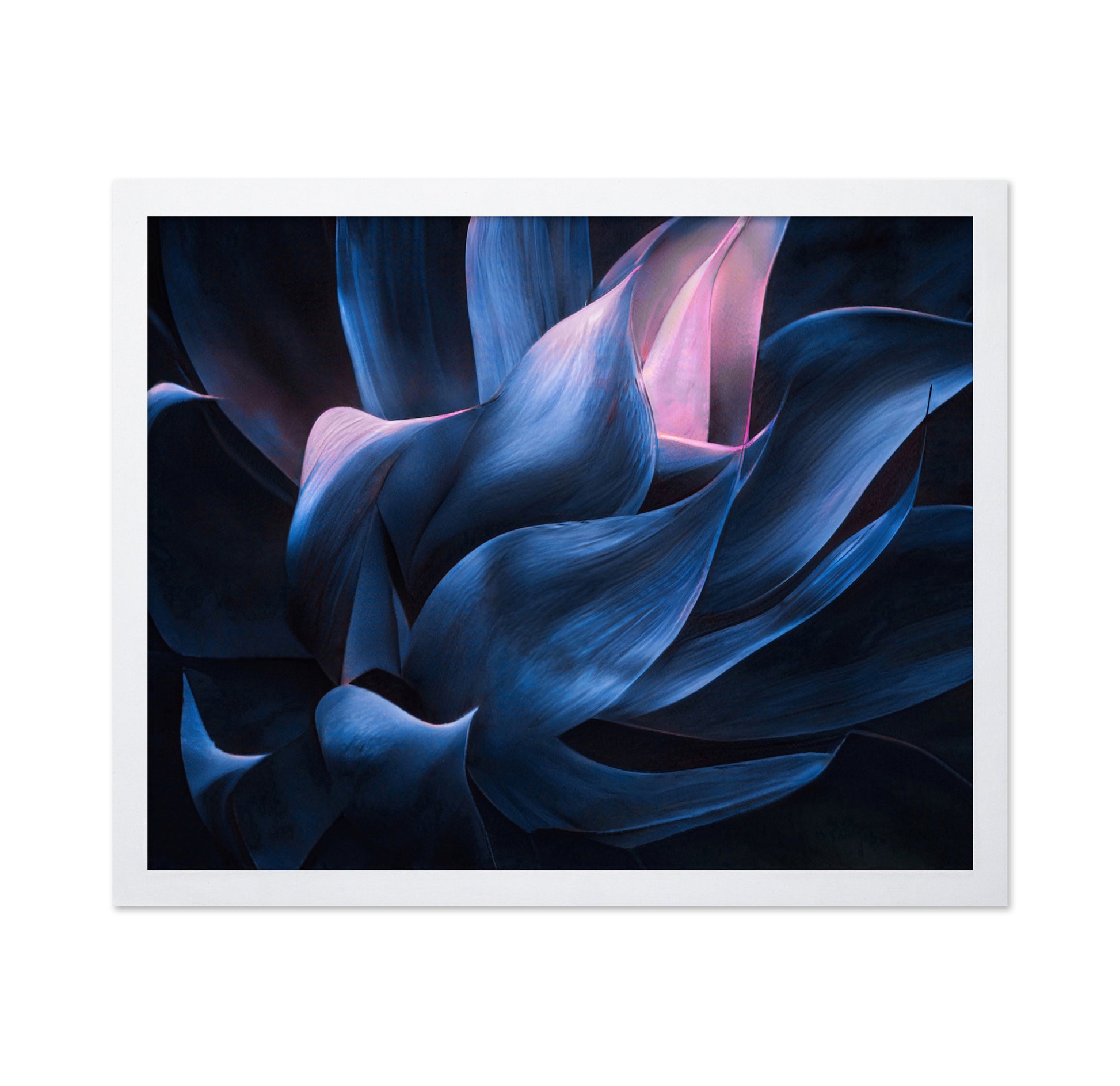 Blue Pink Agave
