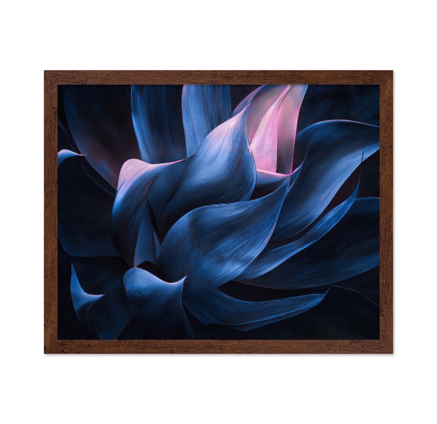Blue Pink Agave