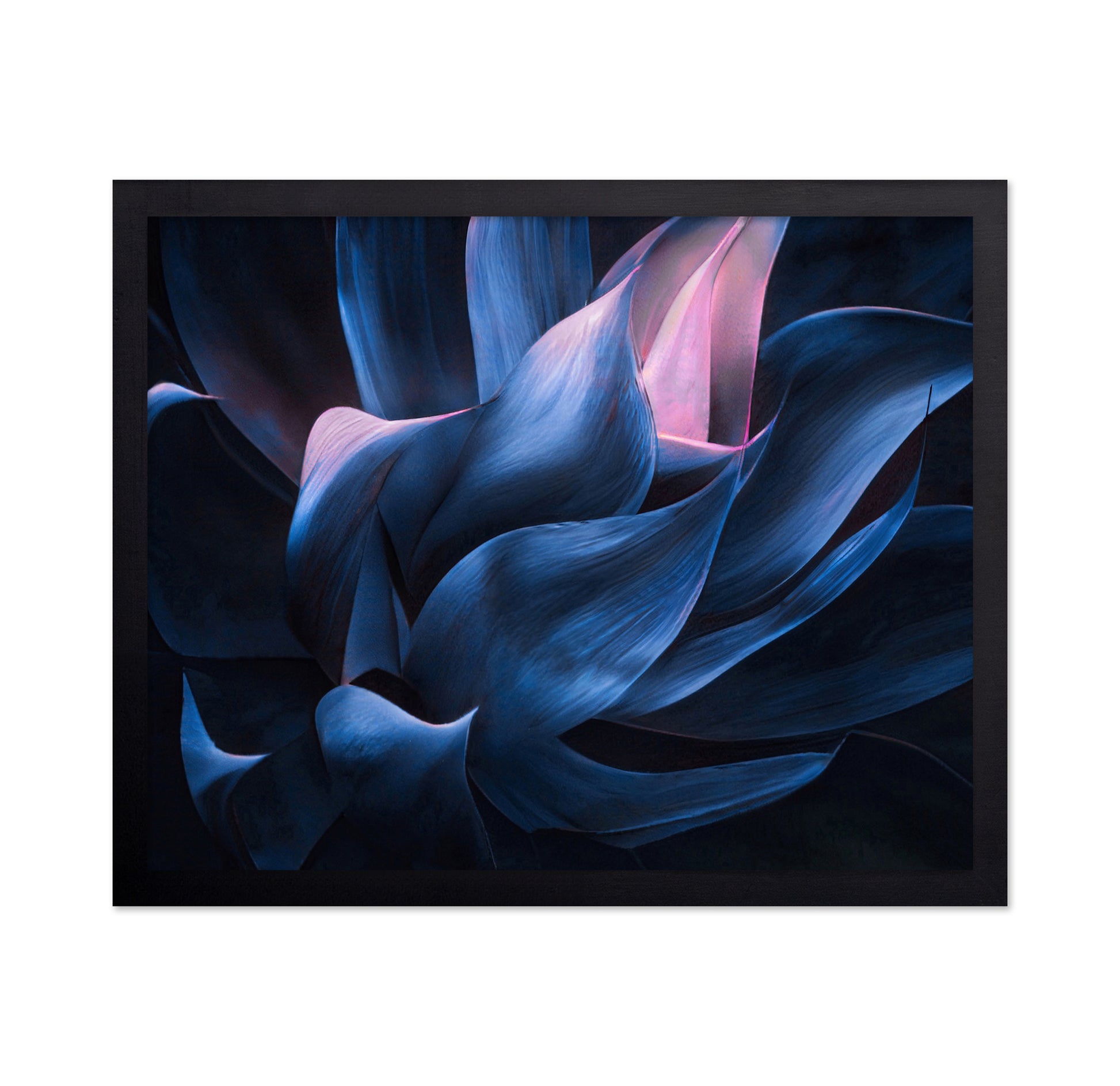 Blue Pink Agave