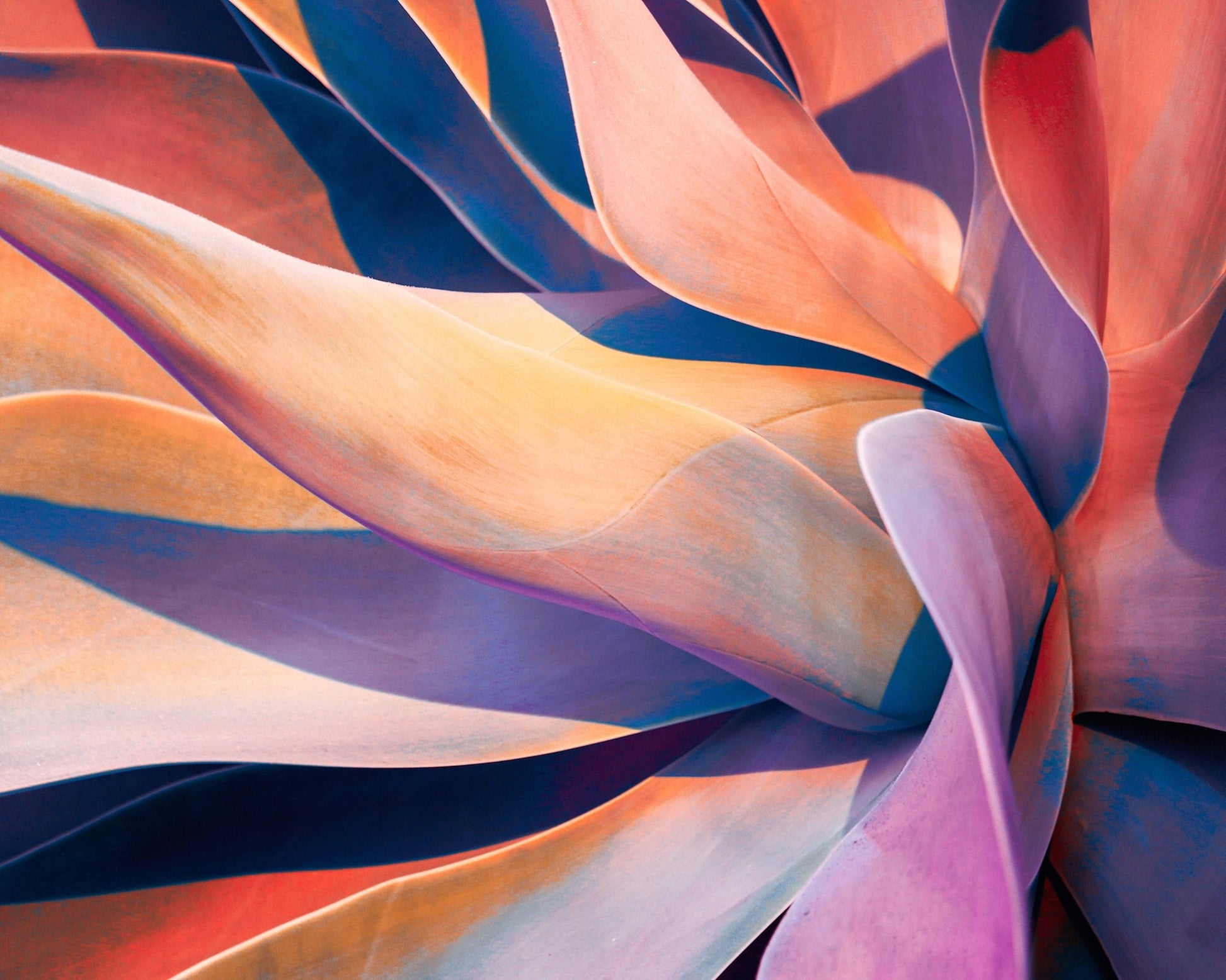 Colorful Agave Abstract
