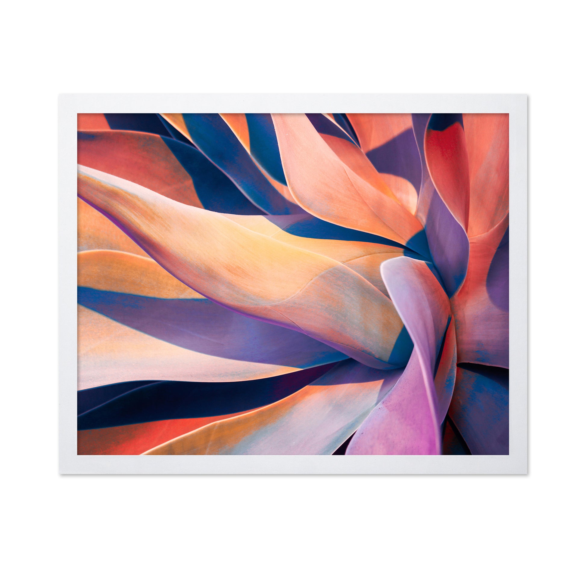 Colorful Agave Abstract