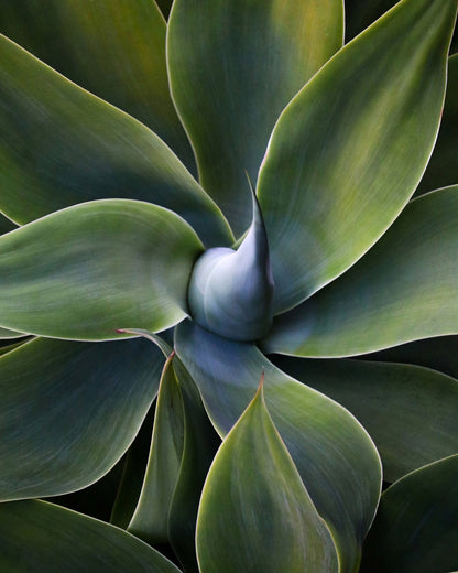 Green Agave Close Up