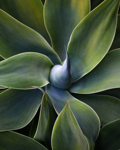 Green Agave Close Up