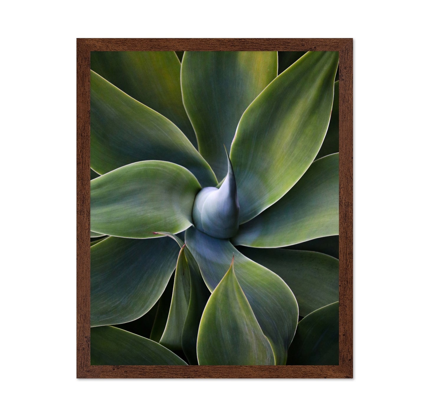 Green Agave Close Up