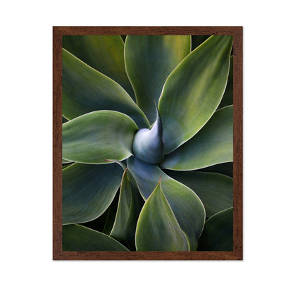 Green Agave Close Up