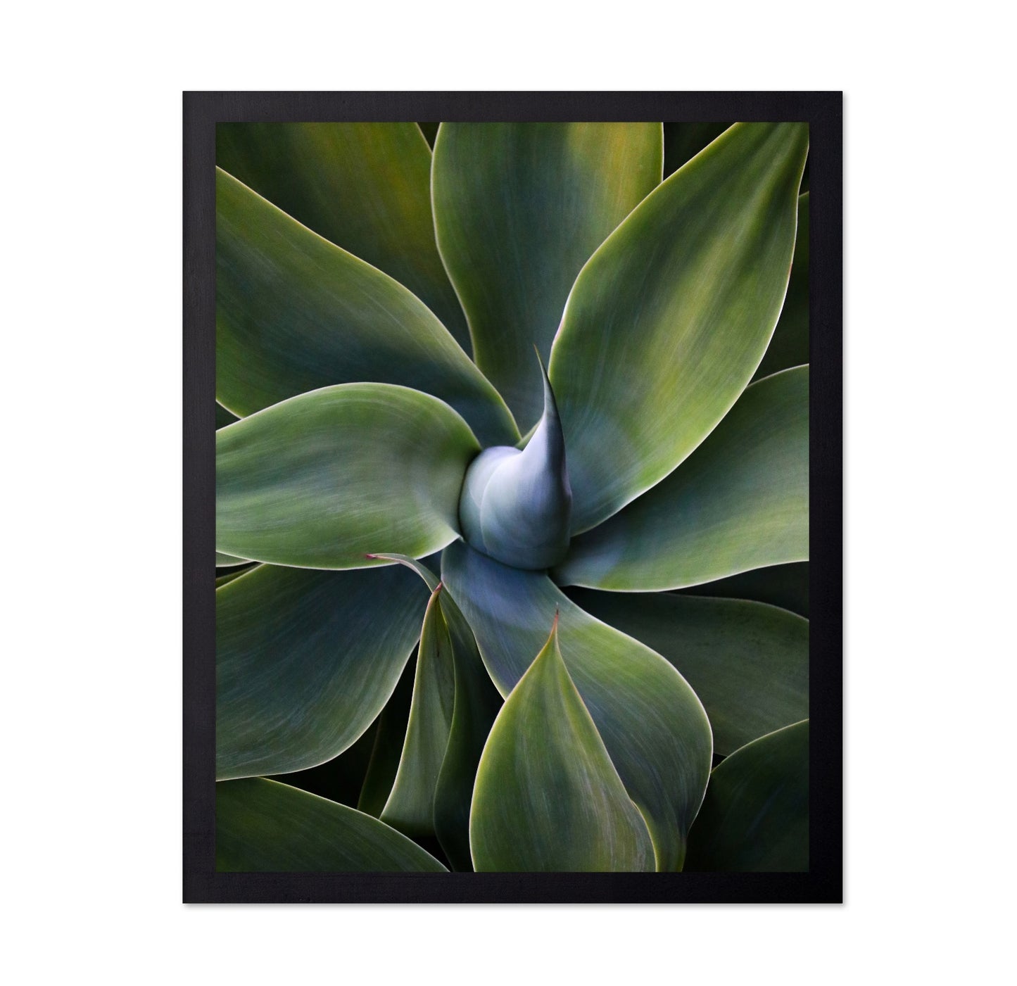 Green Agave Close Up