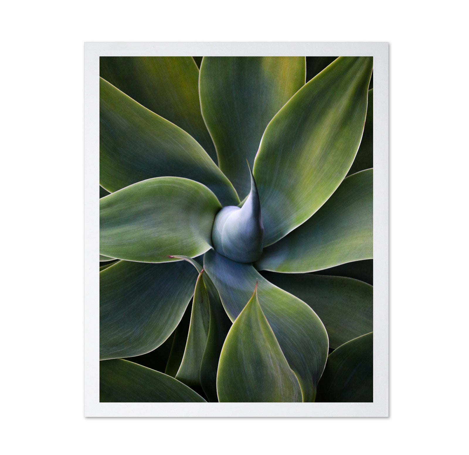 Green Agave Close Up