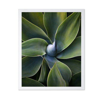 Green Agave Close Up