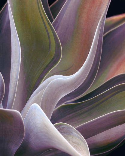 Purple Green Agave