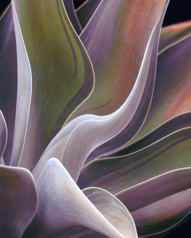 Purple Green Agave