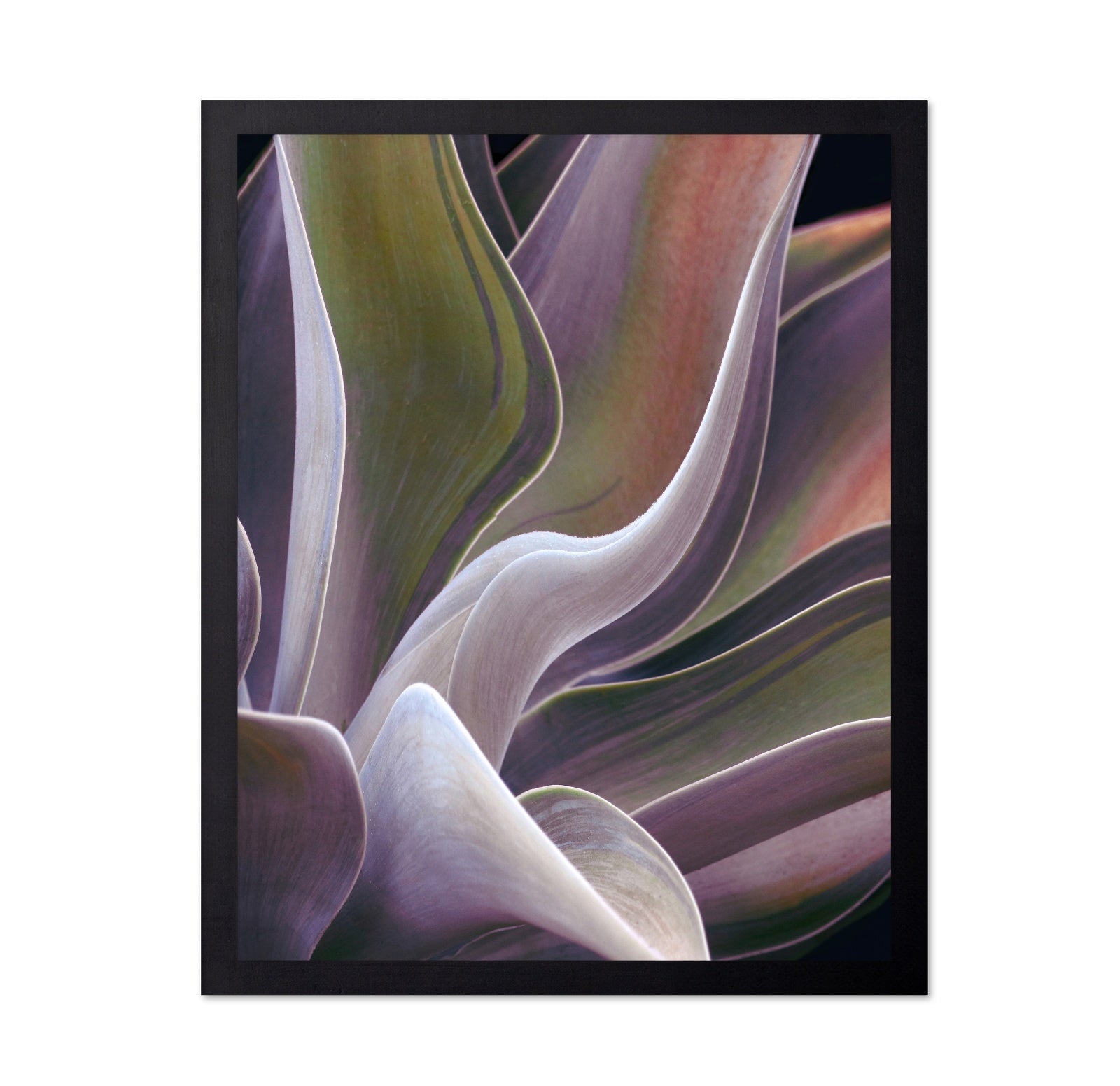 Purple Green Agave