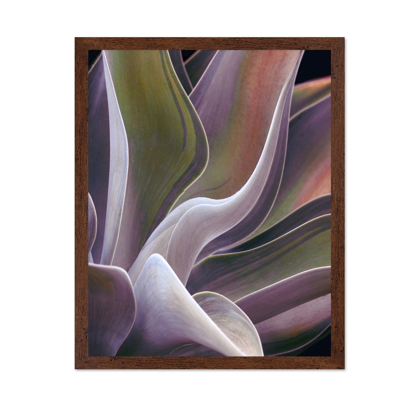 Purple Green Agave