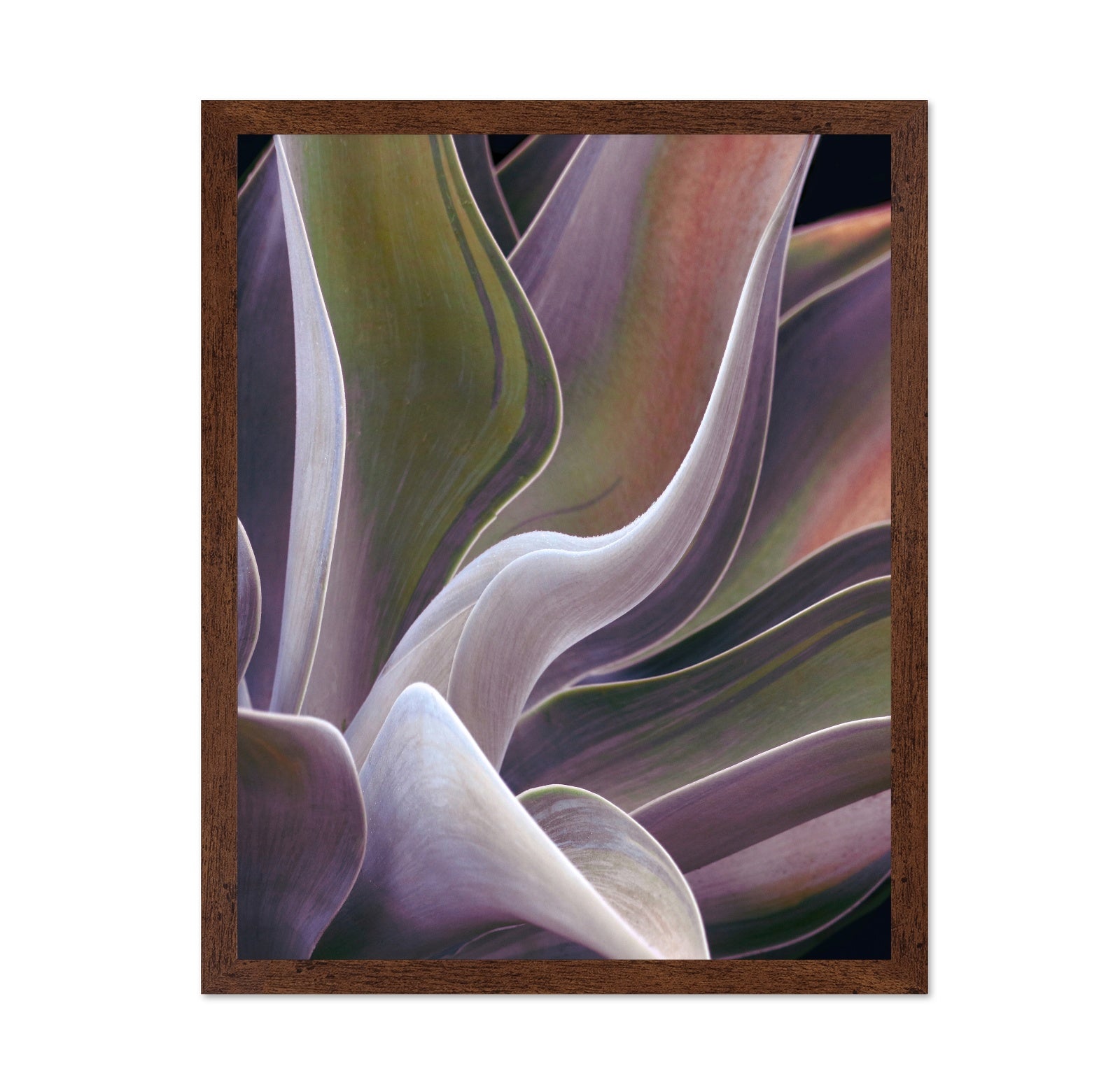 Purple Green Agave